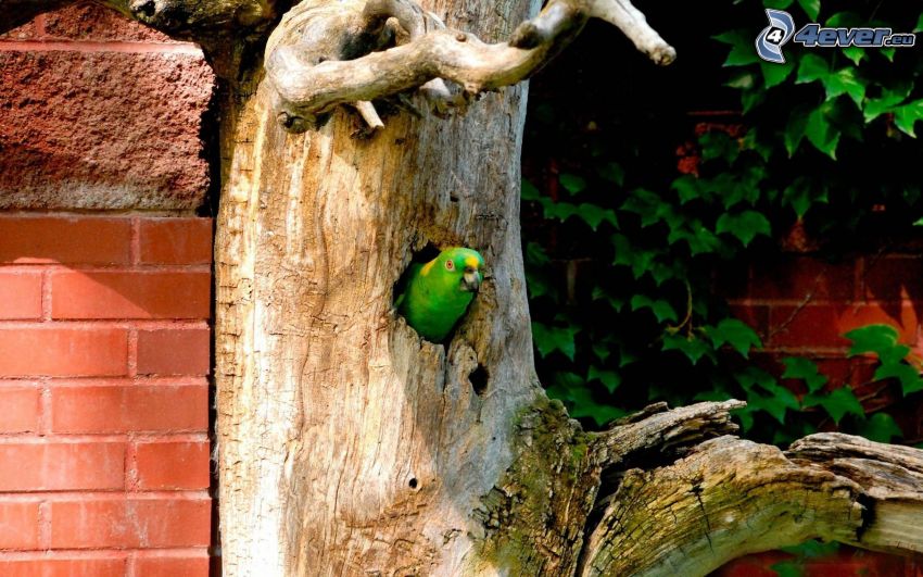 papagáj, strom