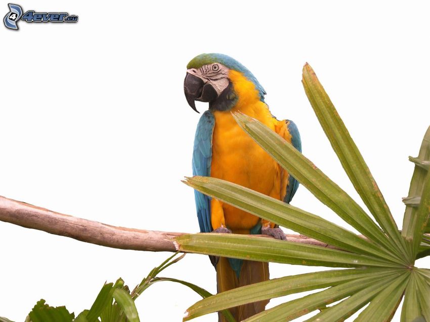 papagáj Ara, konár, palmový list