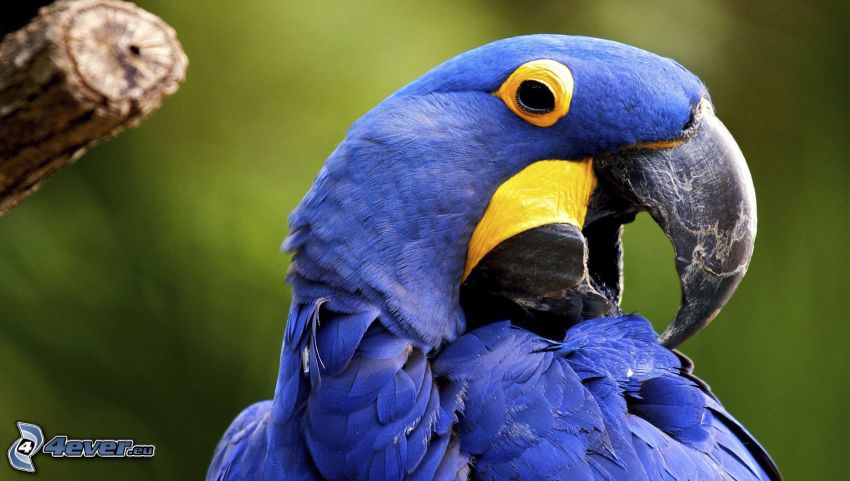 papagáj Ara, modrý vtáčik