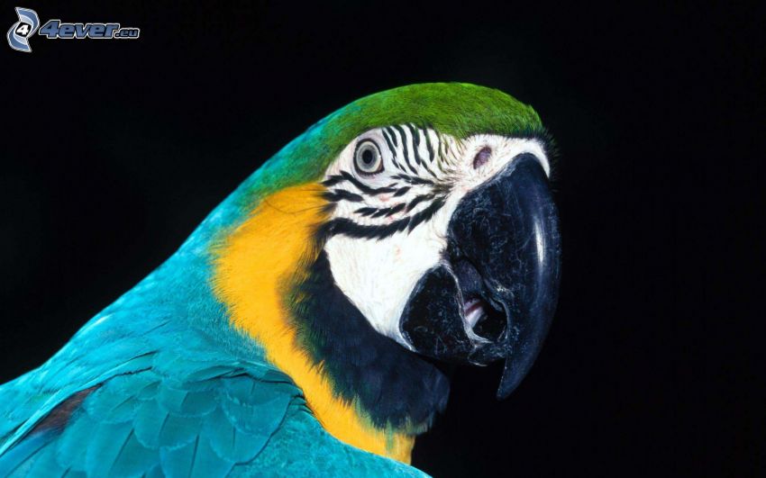 papagáj Ara