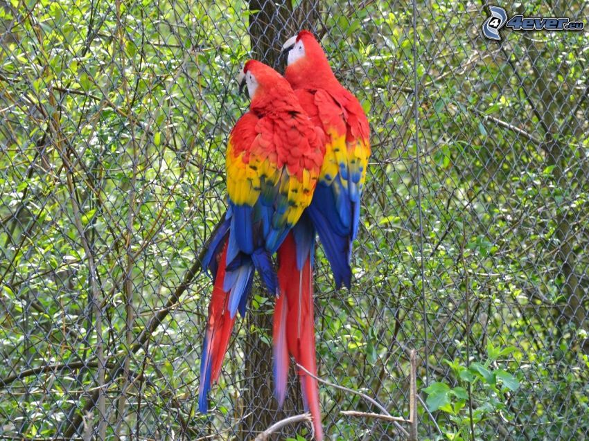 papagáje Ara, drôtený plot