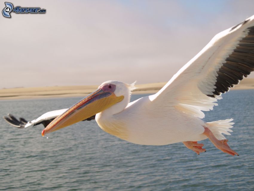 pelikán, let, krídla, voda