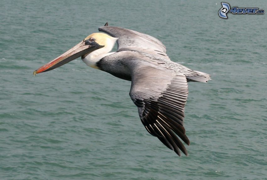 pelikán, let, voda