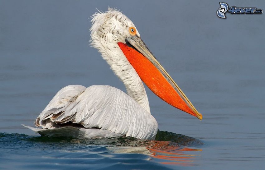 pelikán, voda