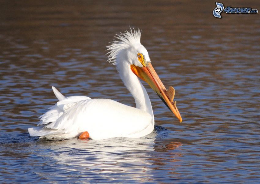 pelikán, voda
