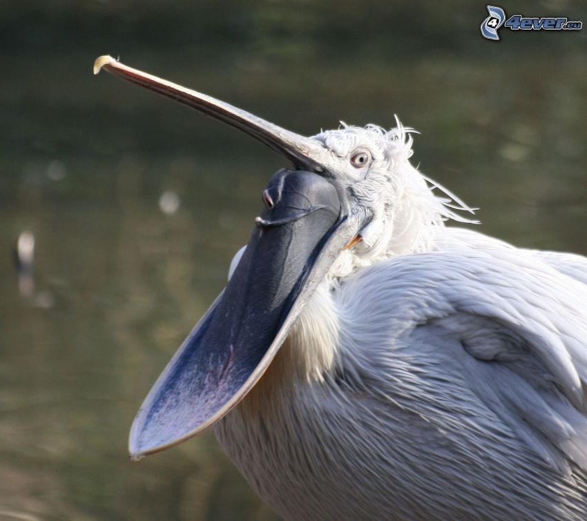 pelikán, zobák