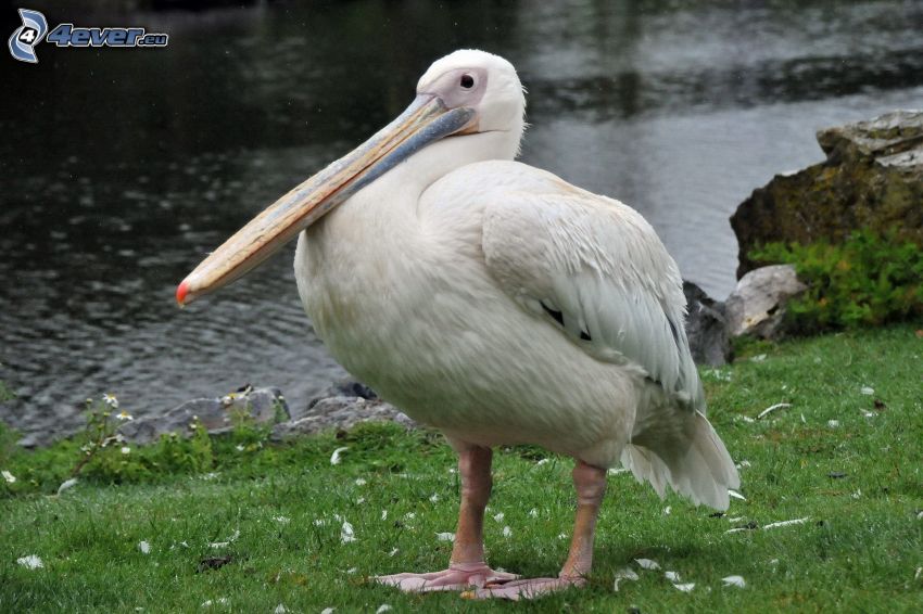 pelikán