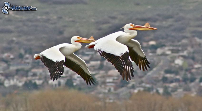 pelikány, let