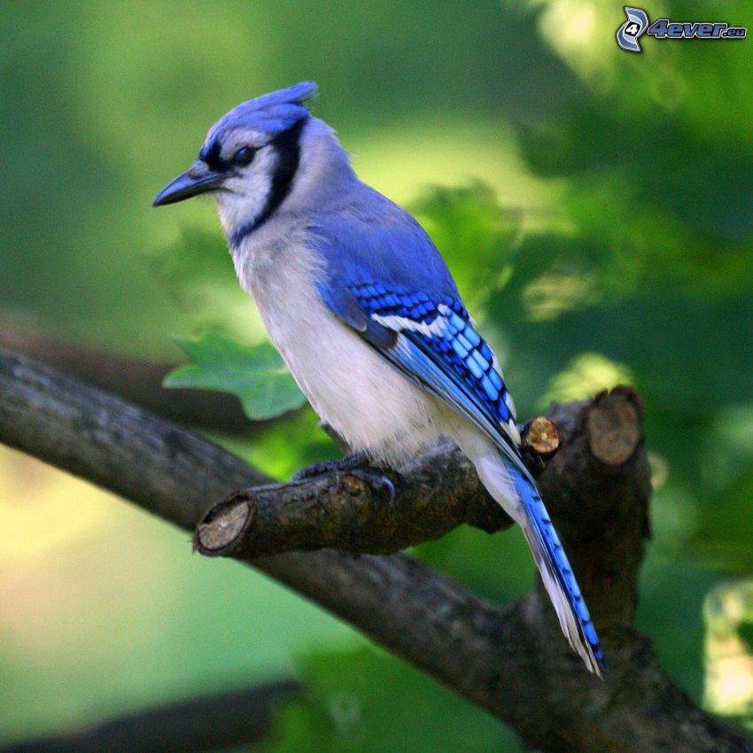 sojka, modrý vtáčik