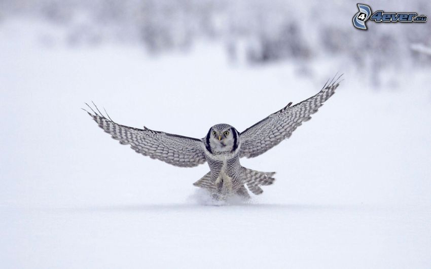 sova, krídla, sneh