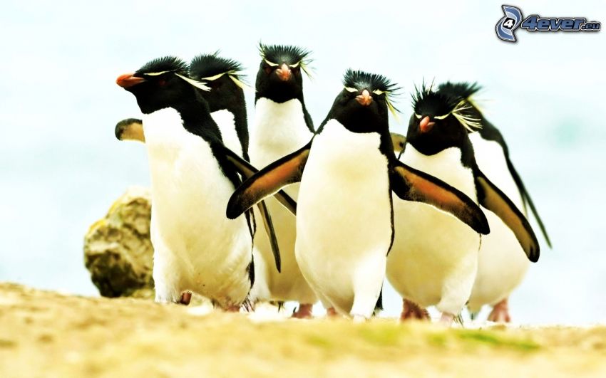 tučniaky
