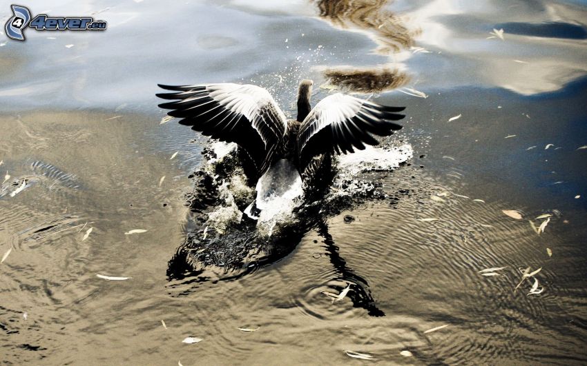 vták, krídla, voda