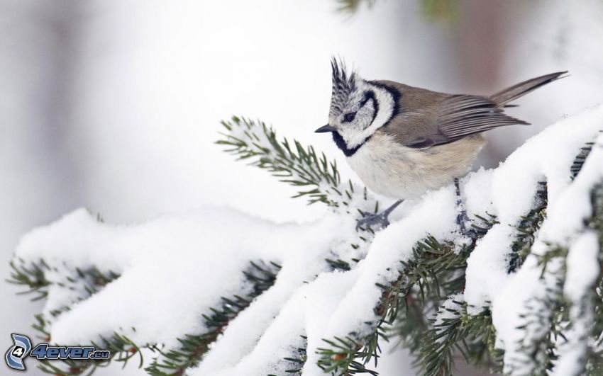 vták, zamrznutý strom, mráz, sneh