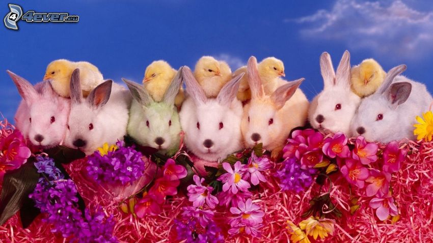 jar, zajačiky, kuriatka, fialové kvety, ružové kvety