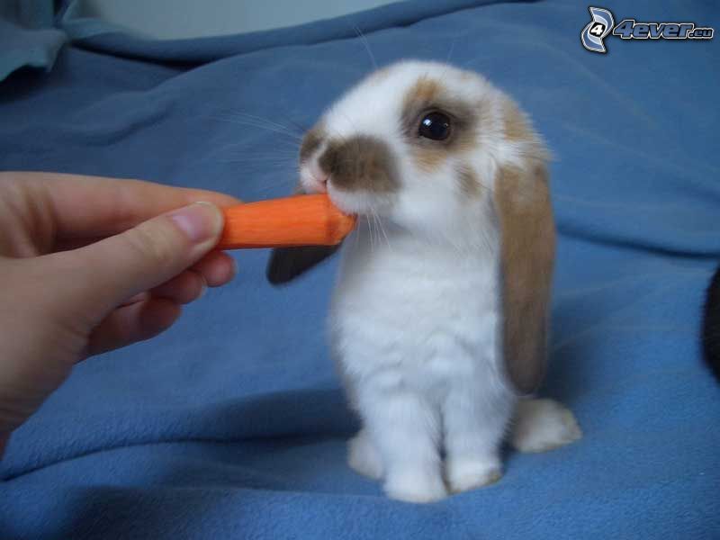 malý zajačik, mrkva
