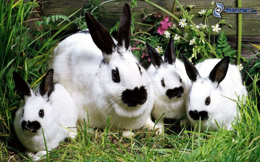 strakaté zajace, tráva