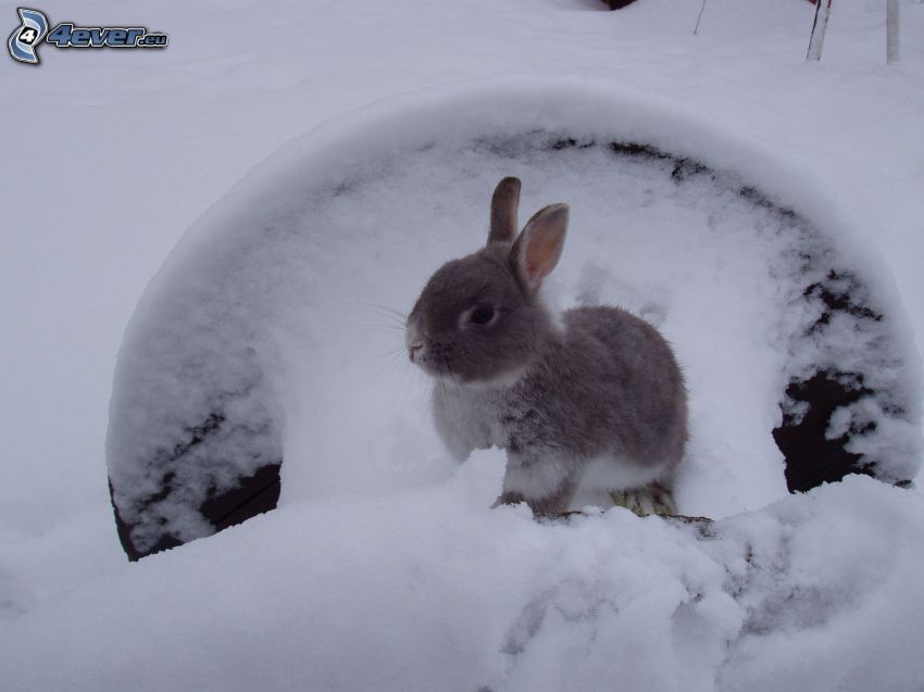 zajac, sneh