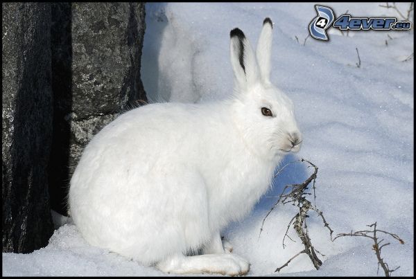 zajac na snehu, králik