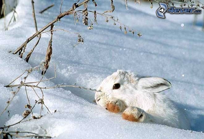 zajac na snehu