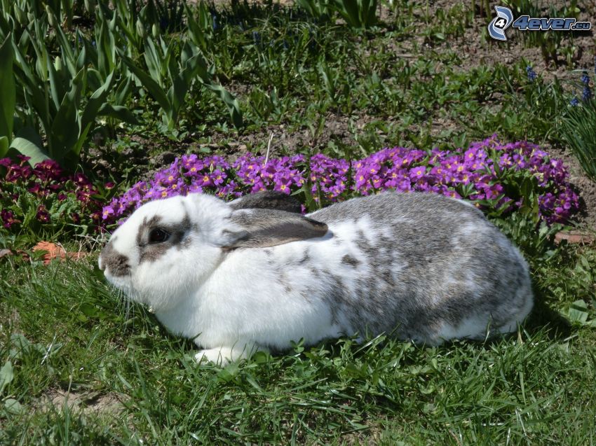 zajac na tráve