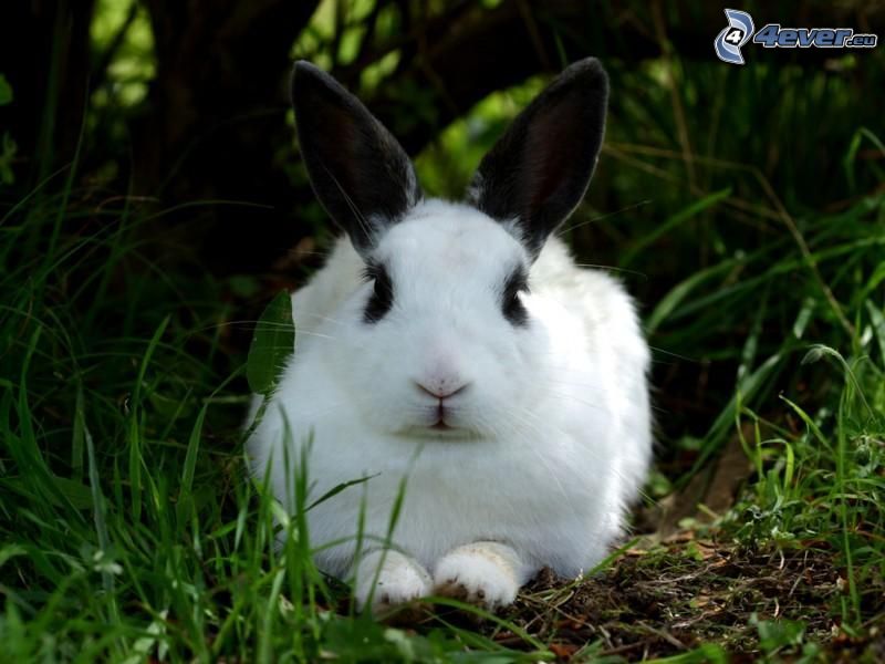 zajac v tráve