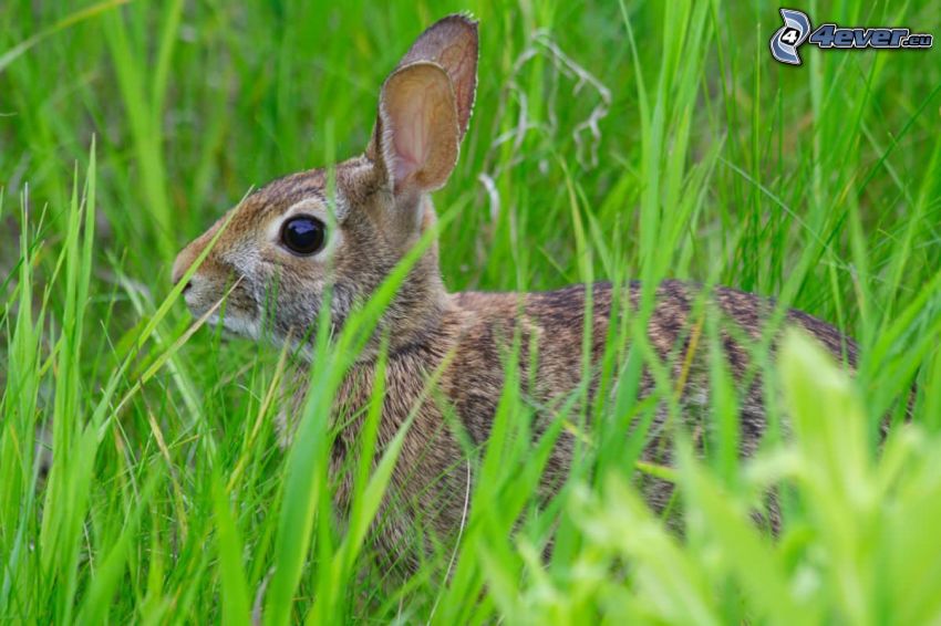 zajac v tráve