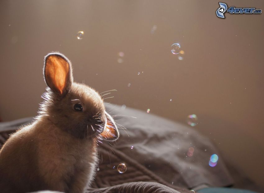 zajačik, bubliny