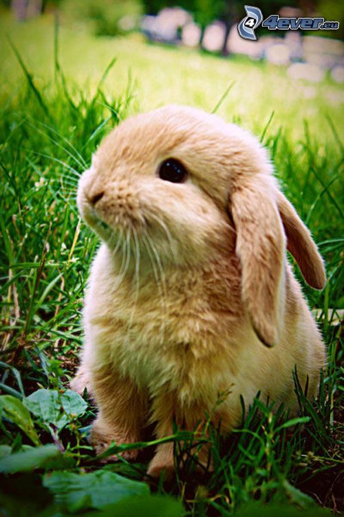 zajačik, králik, tráva, uši