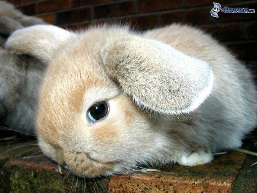 zajačik, králik