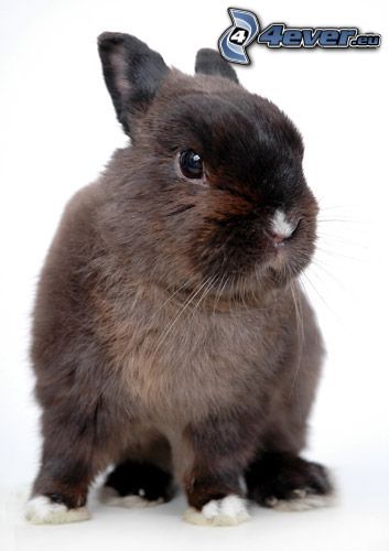 zajačik, králik