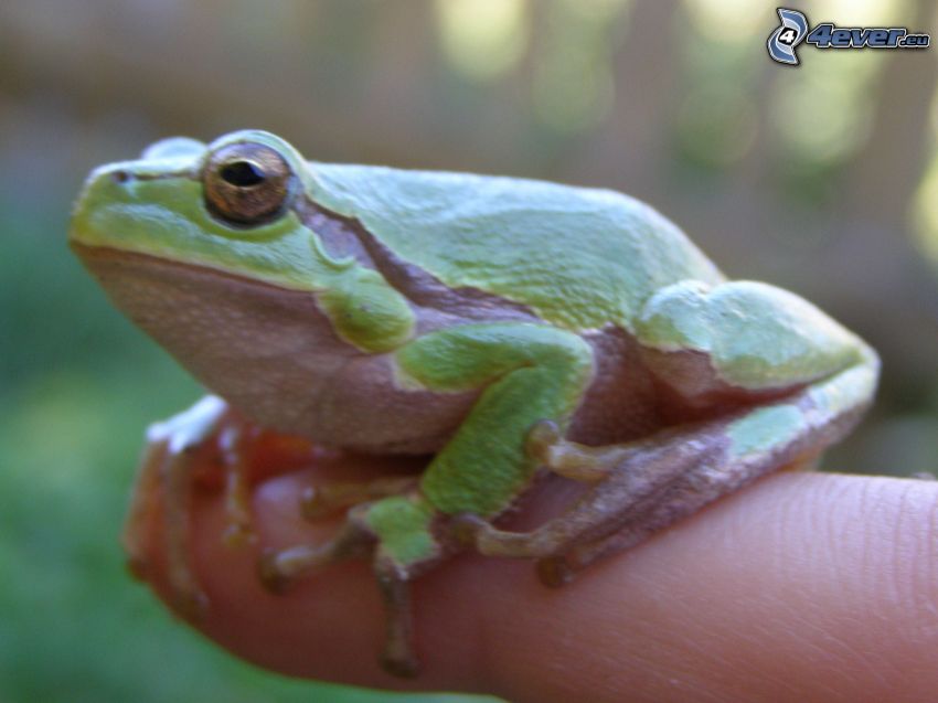 zelená rosnička, žaba