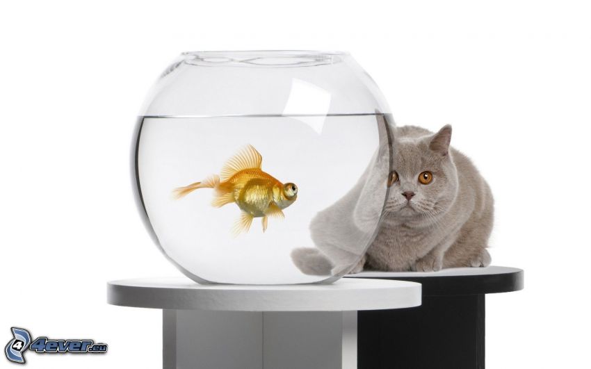 zlatá rybka, britská mačka, akvárium