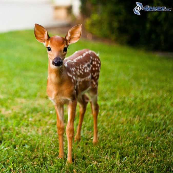 cub-deer,-grass-216262.jpg