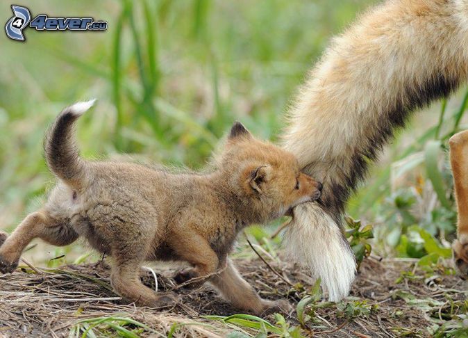 small-fox,-tail-149745.jpg