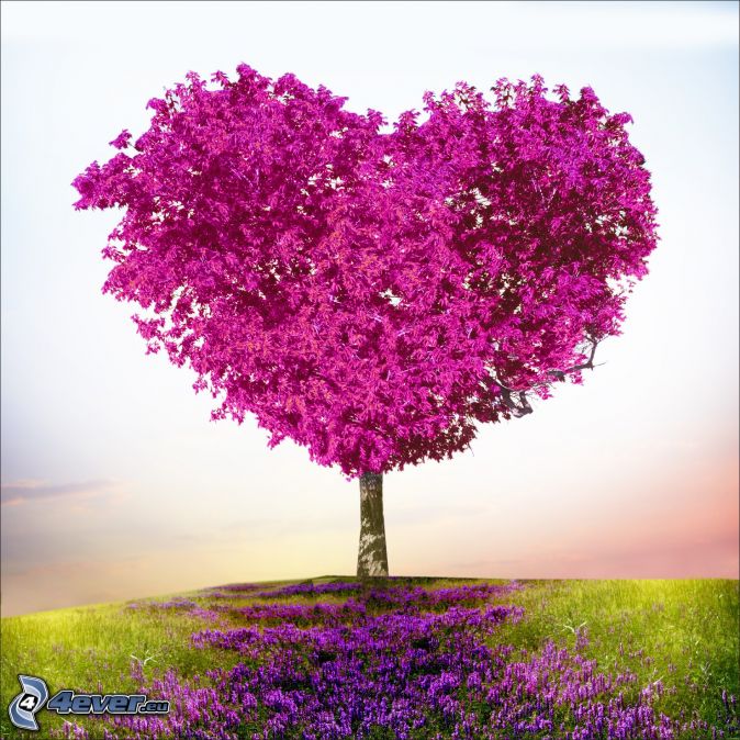 purple heart cedar tree