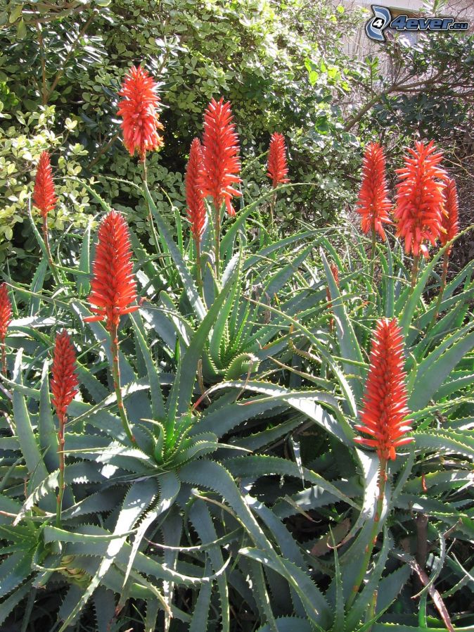 Aloe Vera , red flowers