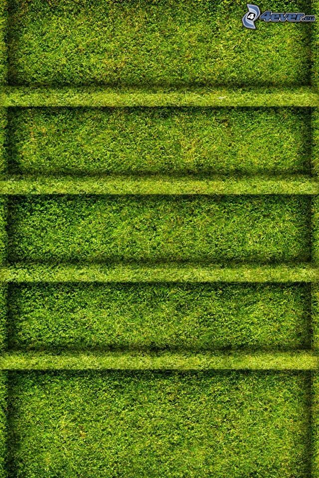 grass, shelves