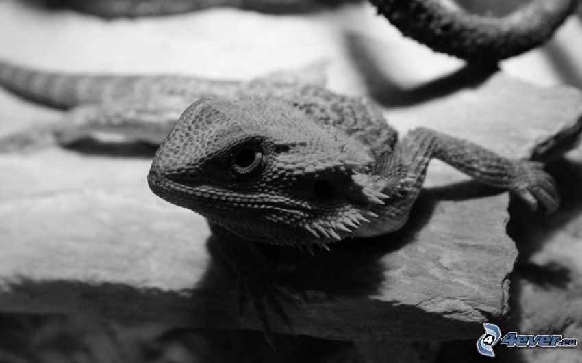 Agama, black and white photo