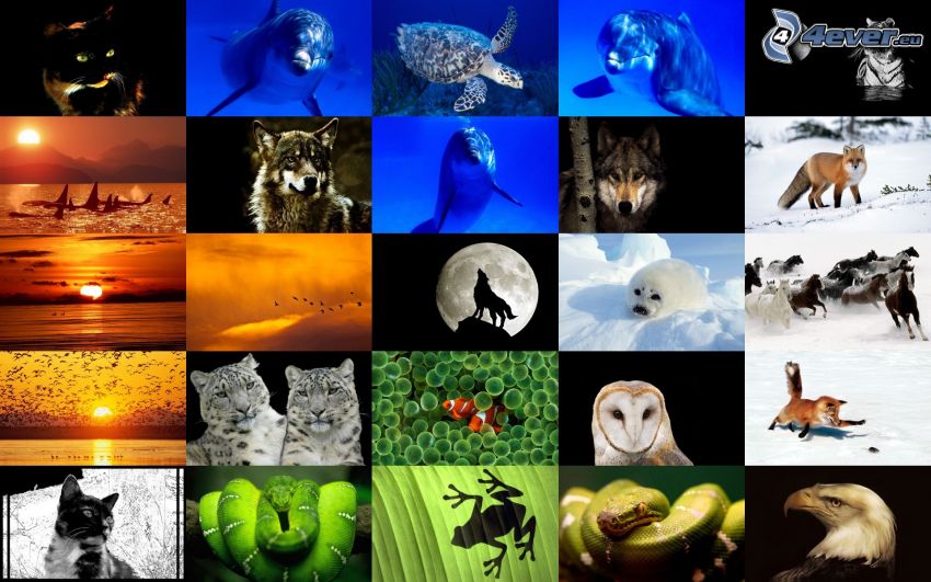 animals, collage