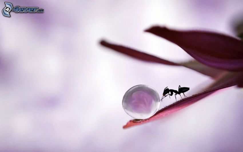 ant, drops of water, purple leaves