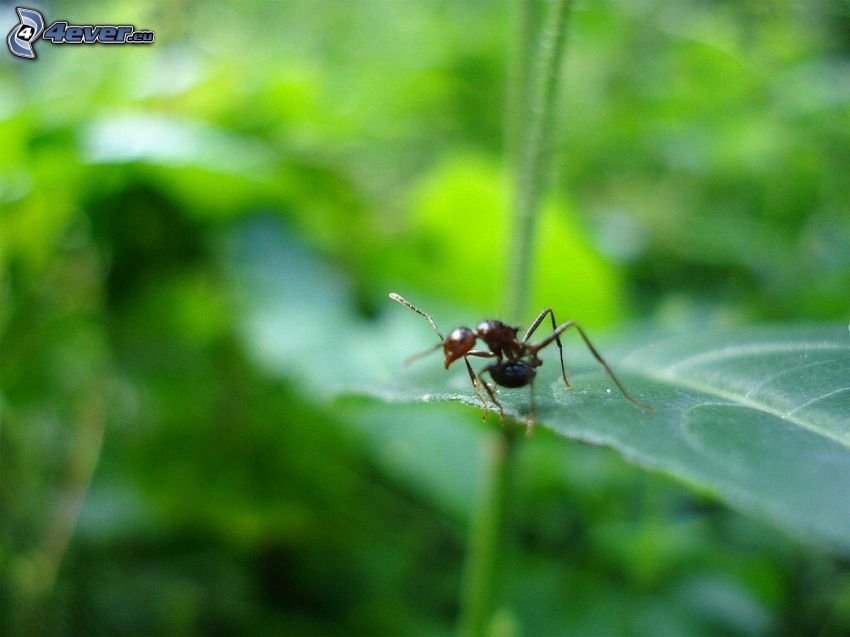 ant, greenery