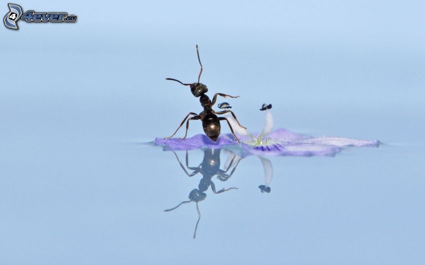 ant, purple flower, reflection