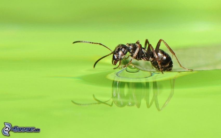 ant, water, reflection