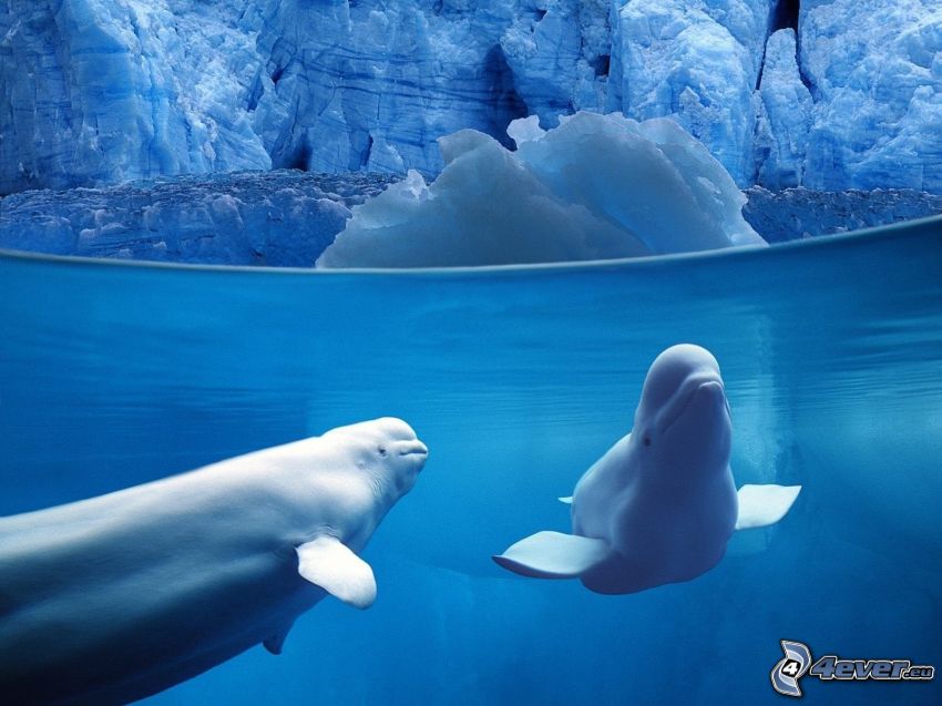 beluga whale, whale, ice, sea