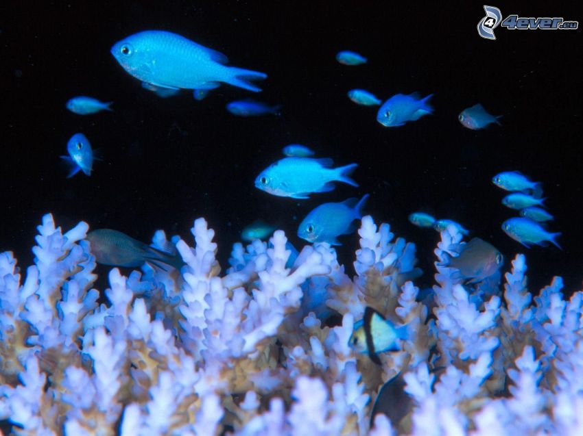 blue fish, sea anemones