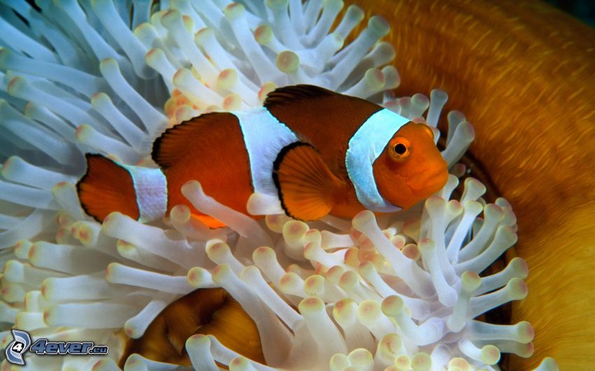 clownfish, coral reef fish, sea anemones