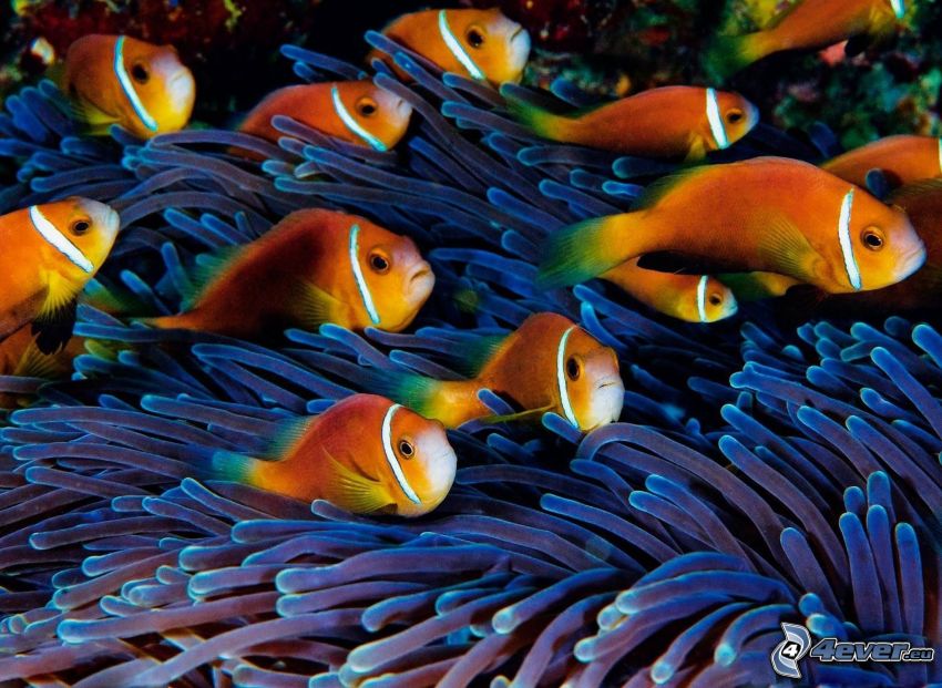 clownfish, sea anemones, fish