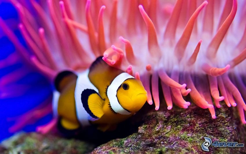 clownfish, sea anemones