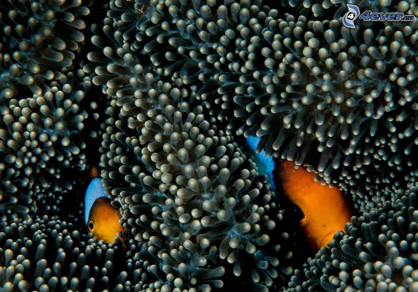 clownfish, sea anemones