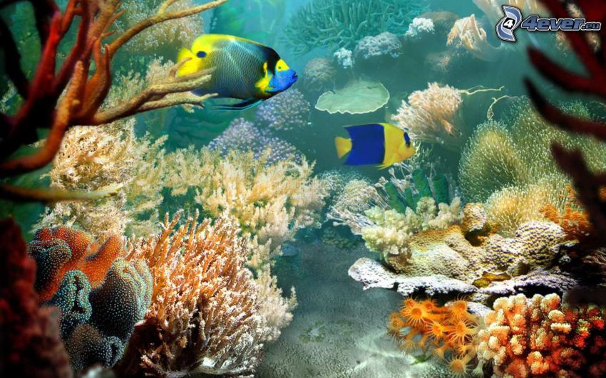 colorful fish, corals, water